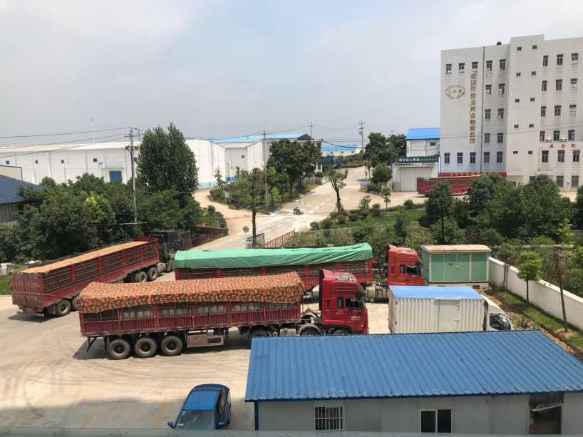 麻城金玉米業